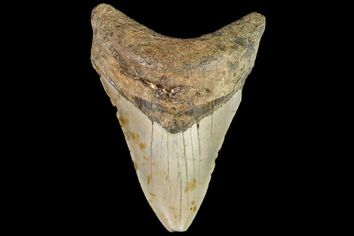 Fossil Megalodon Tooth - North Carolina #109670